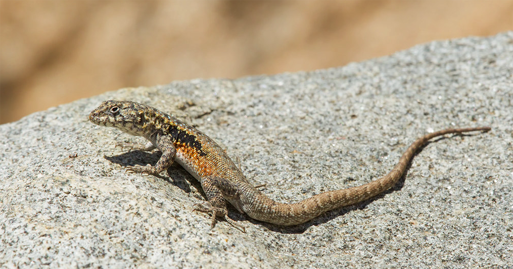 Liolaemus monticola