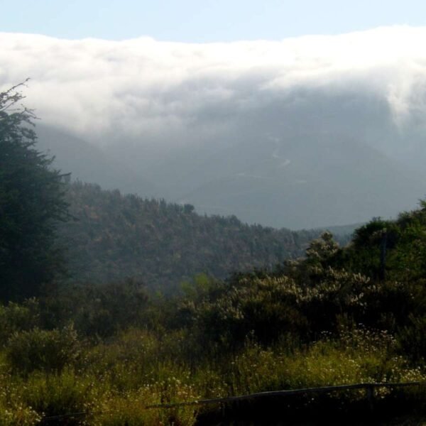 parque bosque Fray Jorge