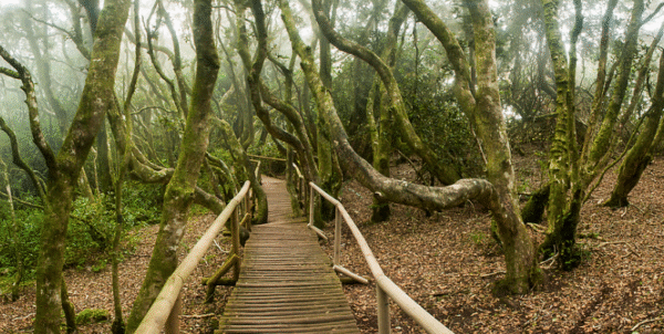 bosque hidrófilo