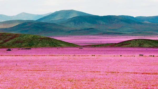desierto florido La Serena