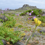 otros parques en coquimbo
