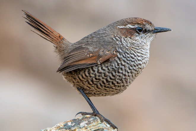 Tapaculo